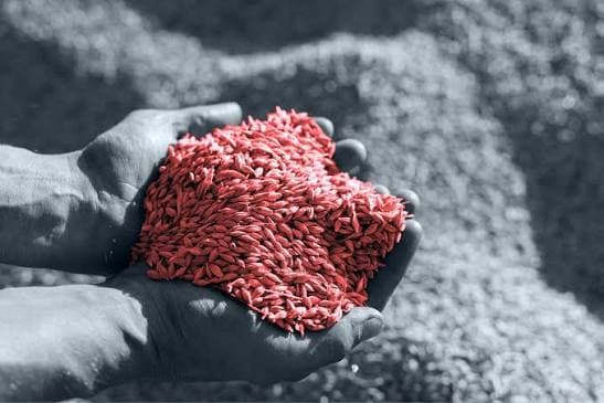 Los 34 cruces fronterizos de Kpler y el suministro de ingredientes alimentarios: qué significa la recuperación del tránsito del Golfo para los compradores de Oriente Medio